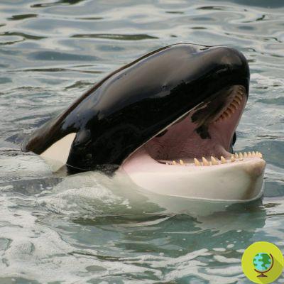 La mère orque qui avait porté son petit mort pendant 17 jours est à nouveau enceinte