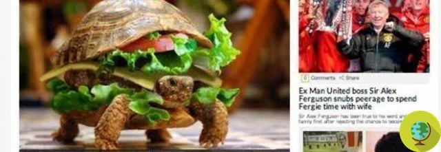 A tartaruga disfarçada de hambúrguer para viajar secretamente no avião