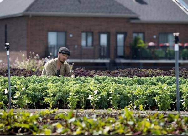 Le supermarché canadien qui vend des légumes cultivés sur son toit vert