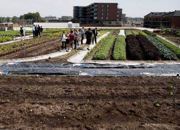 The Canadian supermarket that sells vegetables grown on its green roof