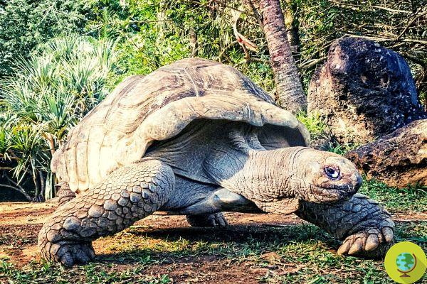 The giant tortoise ate a baby bird, first documented behavior
