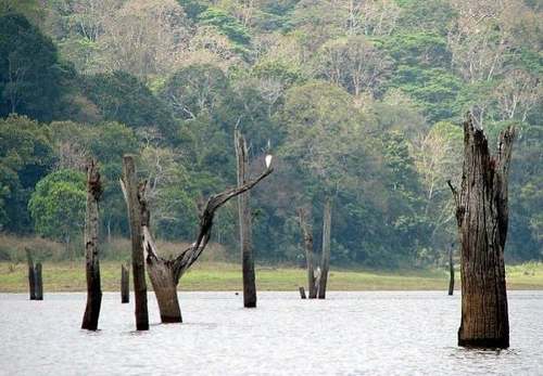 7 forêts submergées extraordinaires