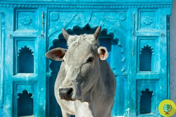 Este estado da Índia condenará quem abusar ilegalmente ou abater uma vaca a 10 anos de prisão