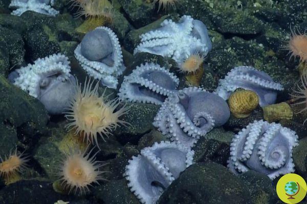In the depths of the ocean, the largest city of octopuses ever seen before has been discovered