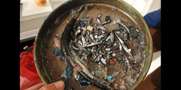 Plástico asesino: la basura marina mata a más del 90% de las aves marinas (VIDEO)