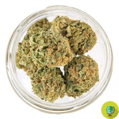 Cannabis, aquí está el helado de flor de cáñamo