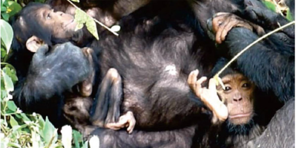 Mãe chimpanzé cuida de seu filhote com deficiência mental: as imagens ternas