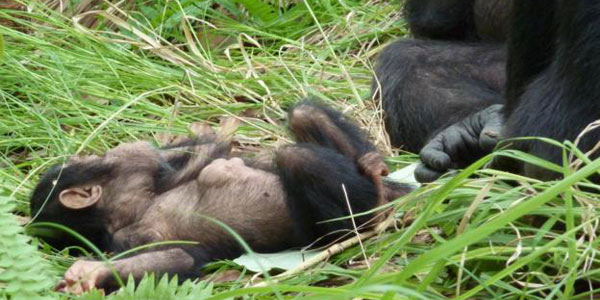 Une mère chimpanzée s'occupe de son petit handicapé mental : les tendres images