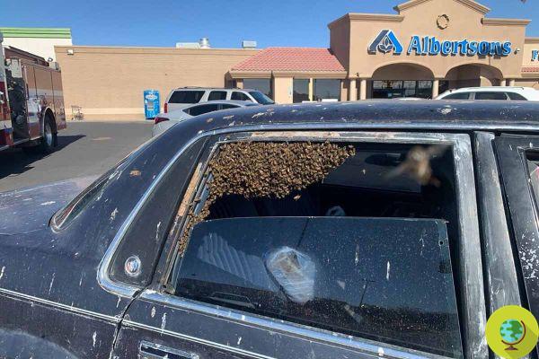 A man finds 15.000 bees in his car after shopping