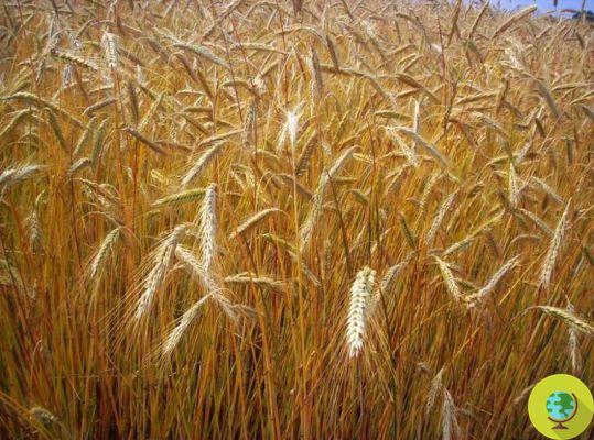 Monsanto: illegal GMO wheat discovered in the US
