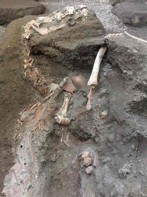 Wonderful Pompeii: found the captain's horse (PHOTO and VIDEO)
