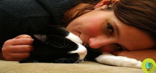 Les amoureux des chats sont-ils plus intelligents que les amoureux des chiens ?