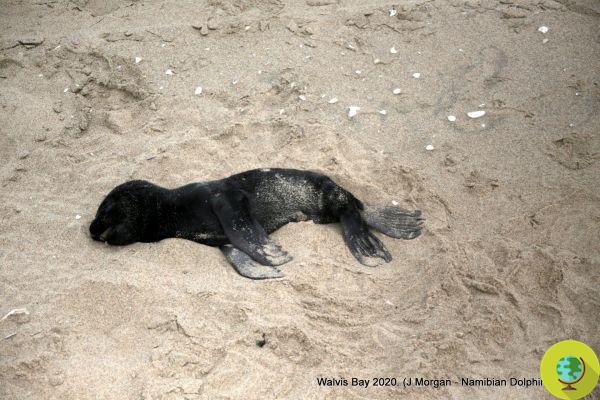 Massacre de phoques en Namibie : plus de 12 XNUMX bébés retrouvés morts, la faute au changement climatique ?