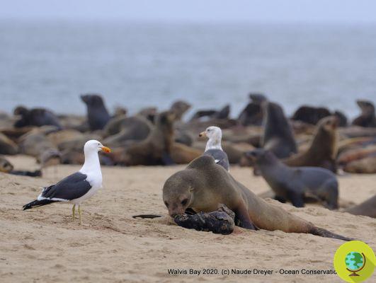Massacre de focas na Namíbia: mais de 12 filhotes encontrados mortos, culpa das mudanças climáticas?