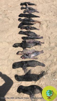 Seals massacre in Namibia: over 12 pups found dead, climate change blame?