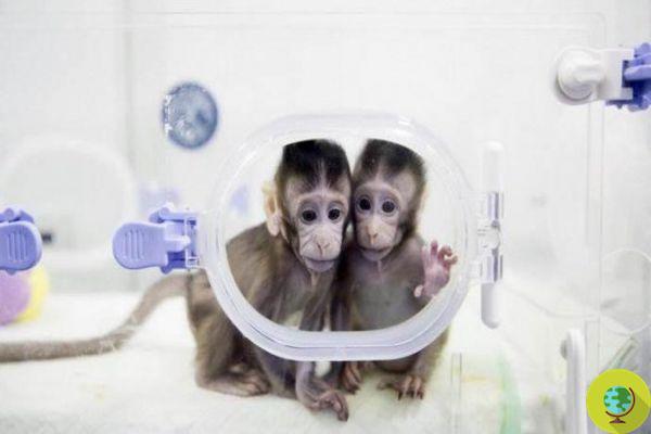 Estos 5 monos fueron clonados y modificados genéticamente para no dormir