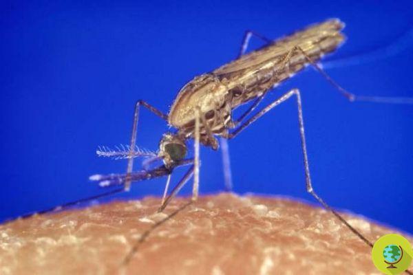 Mosquitos transgénicos contra el dengue y la malaria: un 