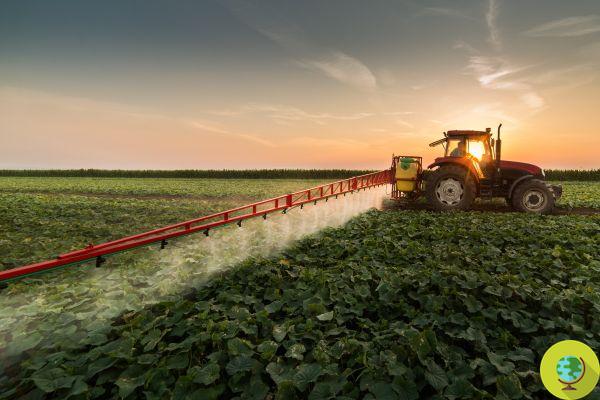 ¿Cuántos pesticidas tenemos en nuestro cuerpo? Los impactantes resultados de la prueba de orina suiza para adultos y niños