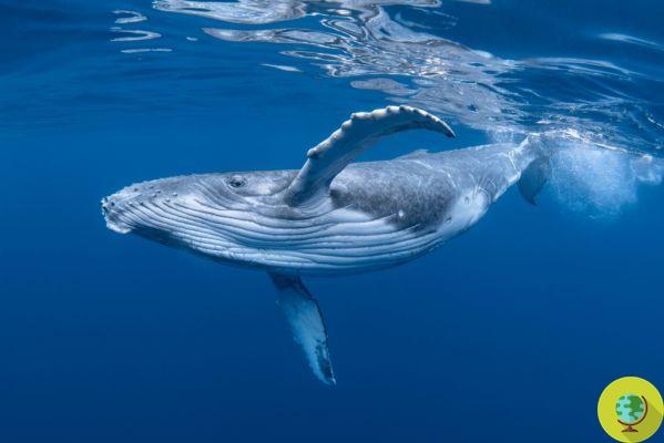 Canadá abrirá o primeiro santuário do mundo para baleias e golfinhos resgatados de parques aquáticos