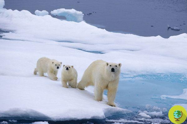 Les ours polaires sont de plus en plus sous-alimentés, les géants blancs de l'Arctique risquent de disparaître à jamais