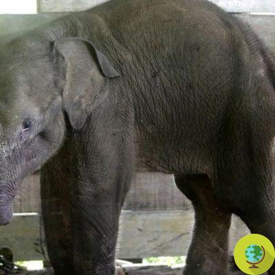 Sua tromba foi amputada depois que caçadores a feriram, elefante de Sumatra morre
