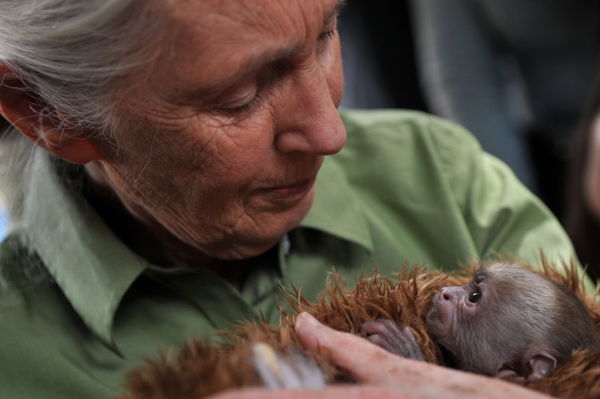 Jane Goodall embraces technology to save Tanzania's forests