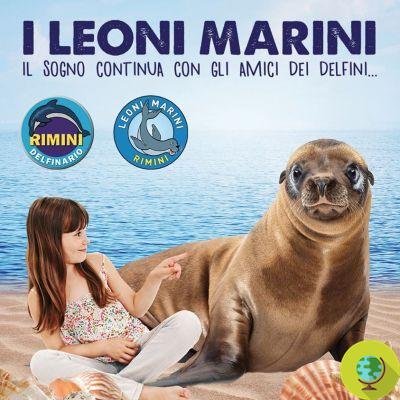 Rimini dolphinarium, finalmente fechado graças ao decreto ministerial