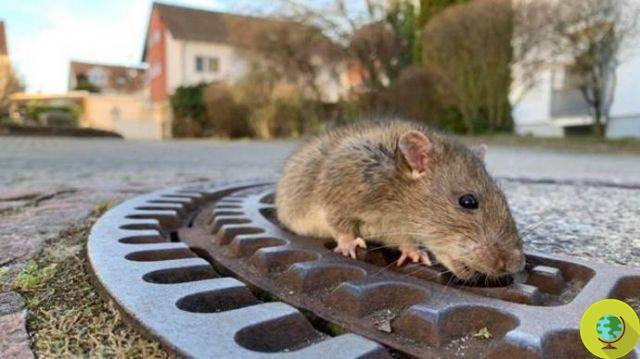 Le sauvetage mignon de Fat Rat, la souris obèse coincée dans une bouche d'égout (VIDEO)