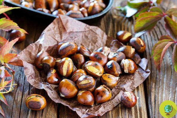Peel the chestnuts (cooked or raw) without difficulty: tricks and mistakes not to make
