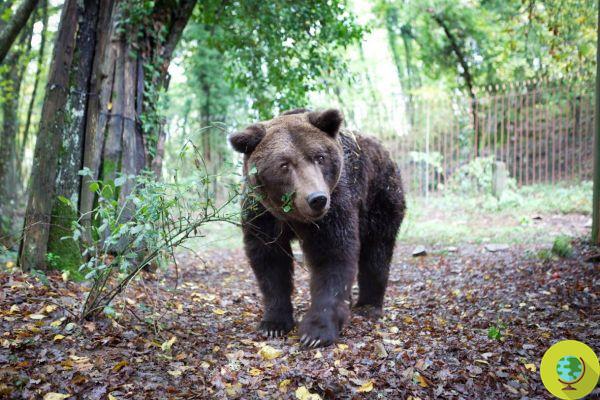 Adiós Bruno, el oso símbolo de los animales injustamente encerrados en zoológicos (VIDEO)