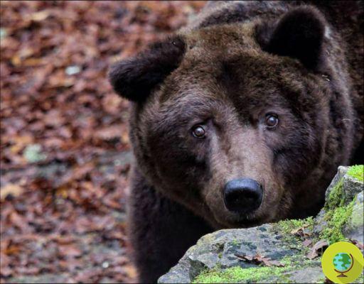 Goodbye Bruno, the bear symbol of animals unjustly locked up in zoos (VIDEO)
