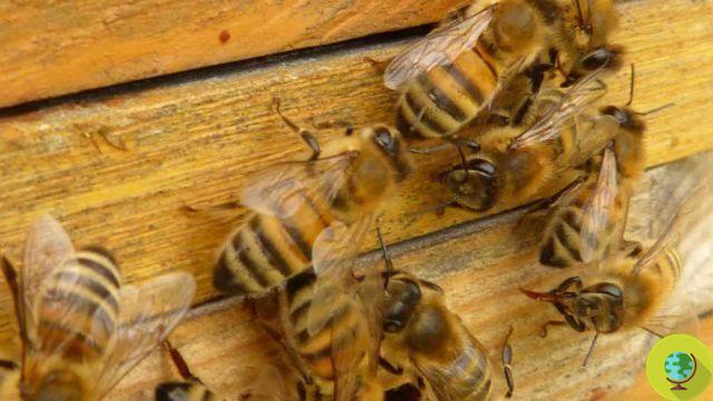 The die-off of bees accelerates, even the US notices it