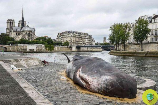 O que uma baleia encalhada está fazendo nas margens do Sena em Paris?