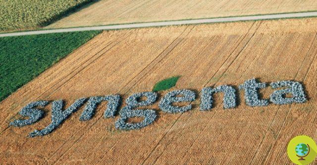 Expériences illégales d'OGM : Syngenta reconnue coupable du meurtre de l'agriculteur brésilien Valmir de Oliveira