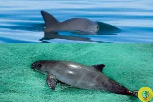 Vaquita, the sea creature that is disappearing before our eyes. There are only 10 examples left in the world