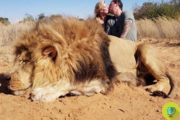 Tourists kill a lion just to take a picture