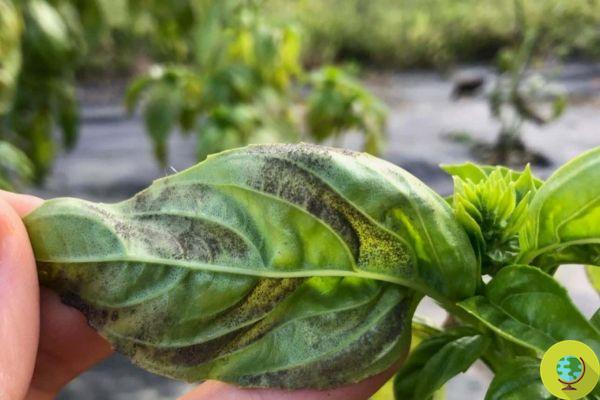 Downy mildew, basil killer fungus: here are the solutions and possible remedies