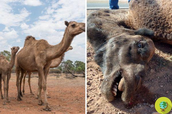 Slaughter of camels in Australia: 1500 already killed, but the Somali people ask to stop the slaughter and take them to Africa