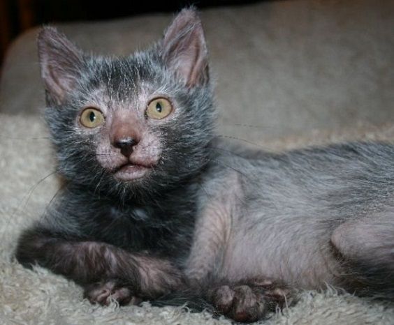 Lykoi Cat, the wolf cat: new breed of domestic feline (VIDEO)?