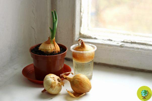 Don't throw away the sprouted onions! Plant them to have the fresh ones always available