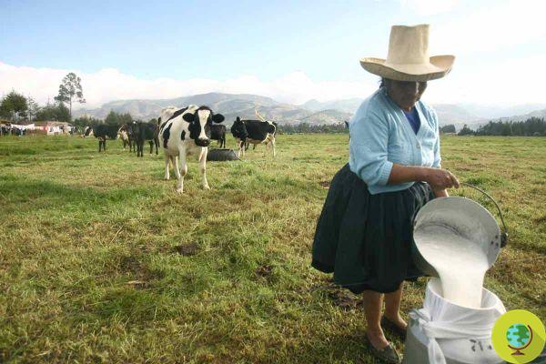 Plus de 2 XNUMX vaches laitières sont sur le point d'être abattues au Pérou car les agriculteurs ne sont plus en mesure de les garder