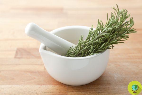 Type 2 diabetes: oregano and rosemary to lower blood glucose levels