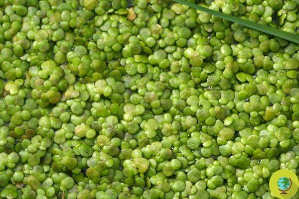 Could duckweed really be a source of vitamin B12?