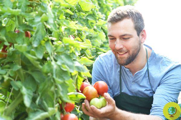 Spray fungicida natural para tomates a custo quase zero começando com alho