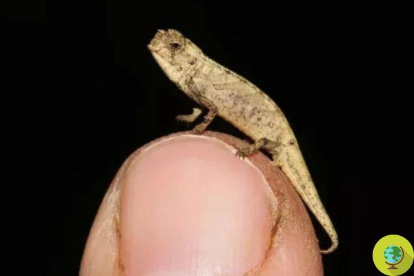 Descoberto o menor réptil do mundo: fica na ponta de um dedo (mas tem genitais enormes)