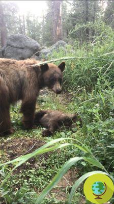 Baby bear is hit by a car and the desperate mother stays to watch over the body for hours: the heartbreaking tale of a ranger