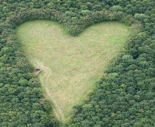 Un fermier britannique plante un bois en forme de cœur pour rendre hommage à sa femme disparue