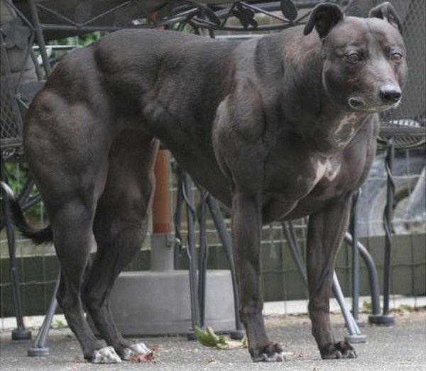 Superdogs: from China the horror of the first genetically modified super muscular dogs (PHOTO)