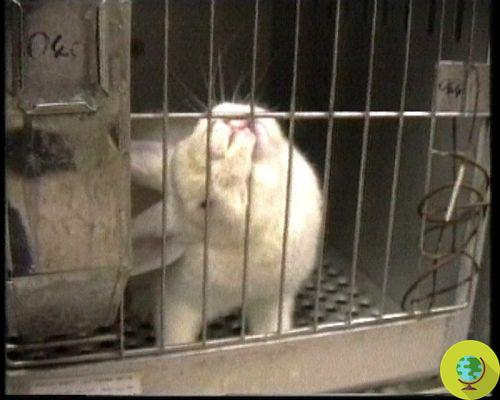 Cosméticos testados em animais: Tribunal da UE confirma a paragem, também para comercialização na China