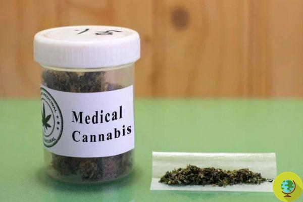 Cannabis, after 60 years the WHO finally recognizes its therapeutic properties